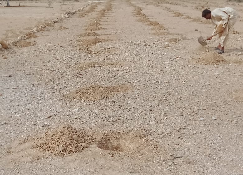 Plantation at RO1